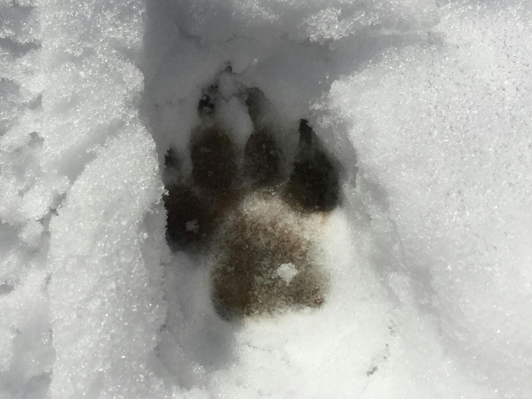 Zbliżenie śladu zwierzęcej łapy w świeżym śniegu w lesie