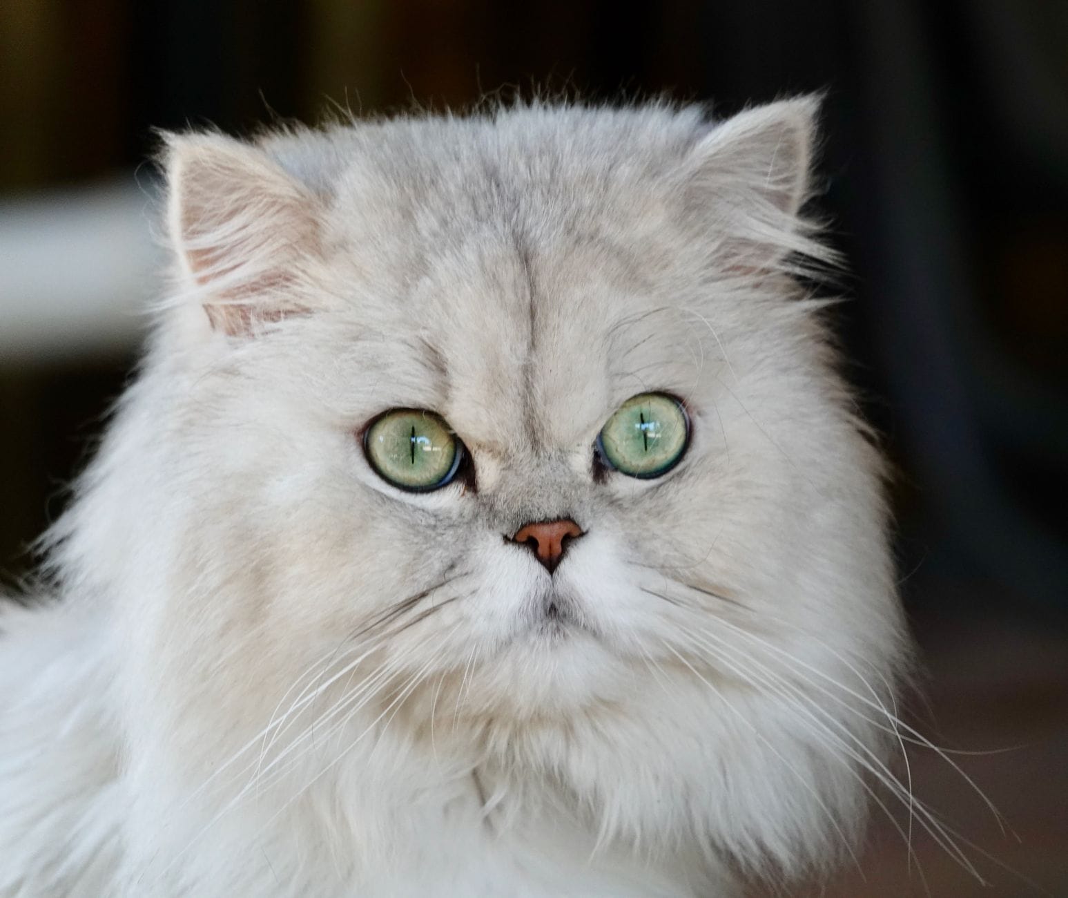 Portret puszystego kota perskiego o zielonych oczach